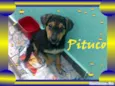 PITUCO