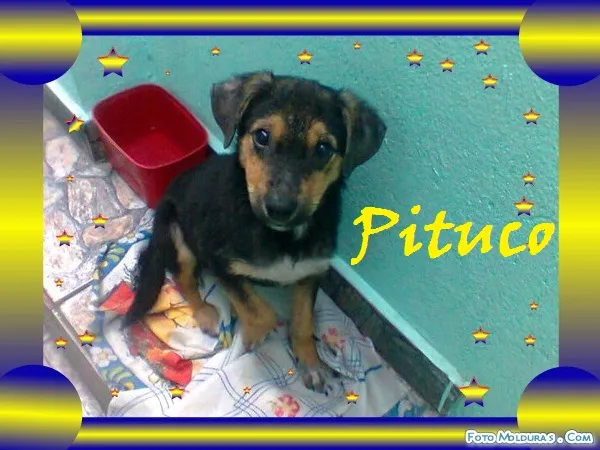Cachorro ra a SRD idade 2 a 6 meses nome PITUCO