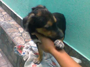 Cachorro raça SRD idade 2 a 6 meses nome PITUCO