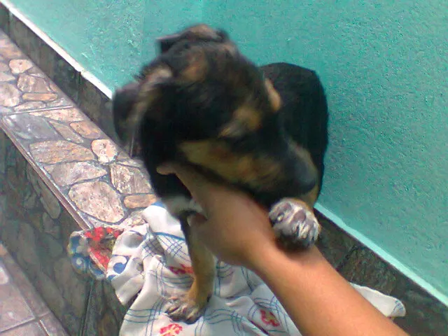 Cachorro ra a SRD idade 2 a 6 meses nome PITUCO
