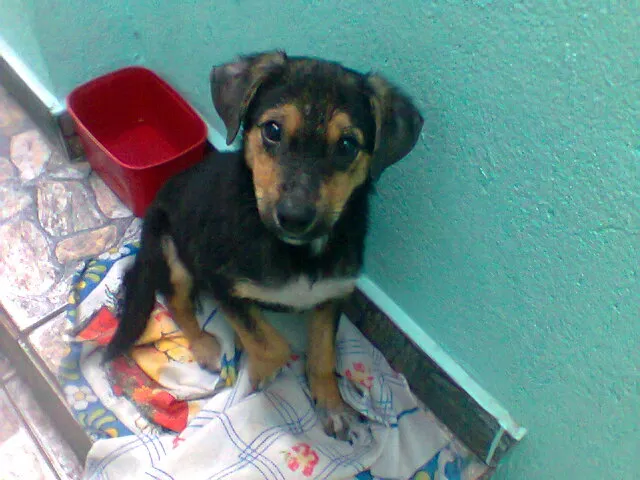 Cachorro ra a SRD idade 2 a 6 meses nome PITUCO