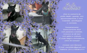 Cachorro raça SRD idade 2 anos nome LILICA