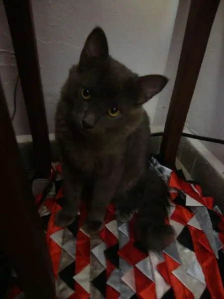 Gato ra a indefinida idade 7 a 11 meses nome Belinha