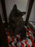 Belinha