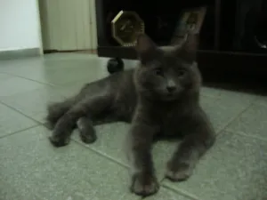 Gato raça indefinida idade 7 a 11 meses nome Belinha