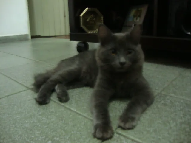 Gato ra a indefinida idade 7 a 11 meses nome Belinha