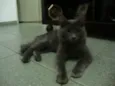 Belinha