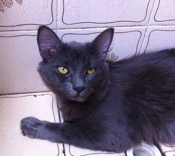Gato ra a indefinida idade 7 a 11 meses nome Belinha