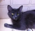 Belinha