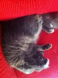 Belinha