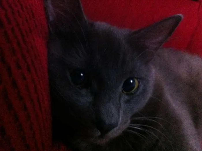 Gato ra a indefinida idade 7 a 11 meses nome Belinha