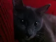 Belinha
