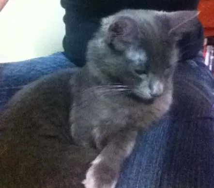 Gato ra a indefinida idade 7 a 11 meses nome Belinha