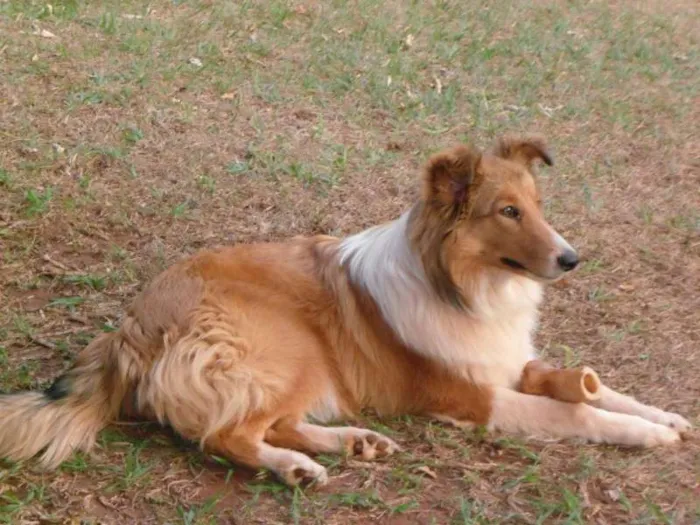 Cachorro ra a BODER COLLIE idade 3 anos nome FIONA GRATIFICA