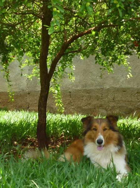 Cachorro ra a BODER COLLIE idade 3 anos nome FIONA GRATIFICA