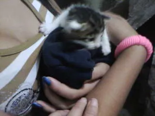 Gato ra a não definida idade Abaixo de 2 meses nome bebe