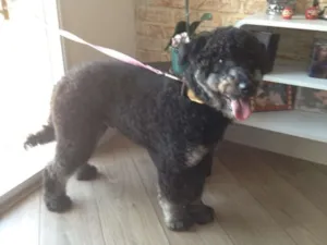 Cachorro raça Poodle idade 2 anos nome Preto