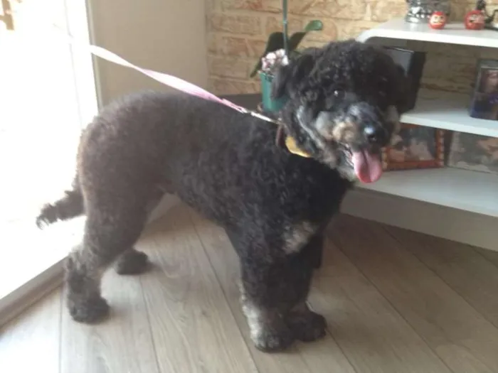 Cachorro ra a Poodle idade 2 anos nome Preto