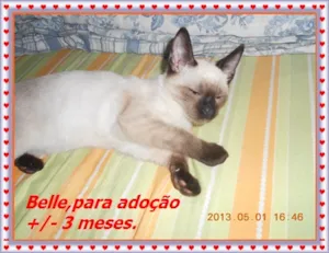 Gato raça Siamês idade 2 a 6 meses nome BELLE