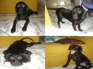 Cachorro raça SRD idade 2 a 6 meses nome PEQUENA
