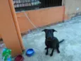 TUFÃO MESTIÇO LABRA