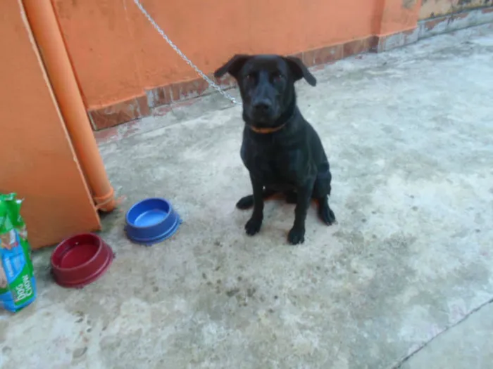 Cachorro ra a MESTIÇO LABRADOR idade 7 a 11 meses nome TUFÃO MESTIÇO LABRA