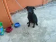 TUFÃO MESTIÇO LABRA