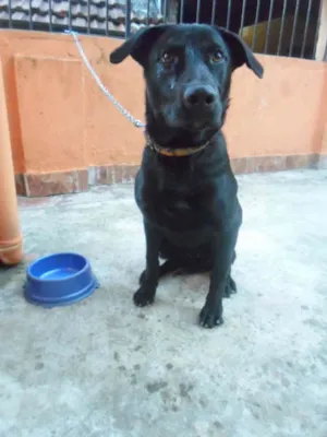 Cachorro raça MESTIÇO LABRADOR idade 7 a 11 meses nome TUFÃO MESTIÇO LABRA