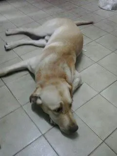Cachorro raça Labrador idade 2 anos nome Sebastião