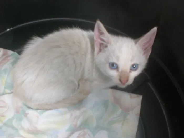 Gato ra a sem raça definida idade nome gatos