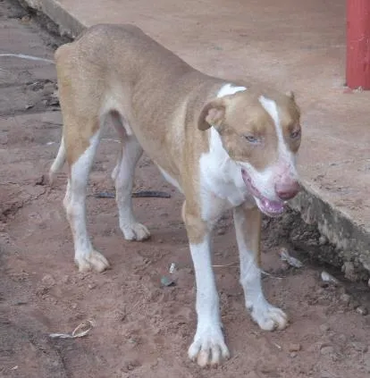 Cachorro ra a SRD idade 3 anos nome Grandão