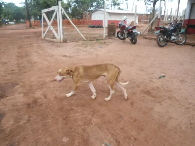 Cachorro ra a SRD idade 3 anos nome Grandão