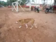 Grandão