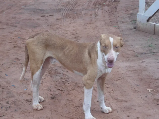 Cachorro ra a SRD idade 3 anos nome Grandão