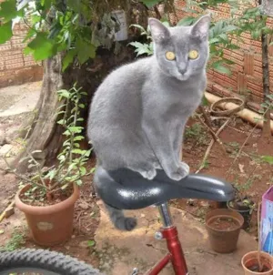 Gato raça  idade 4 anos nome fred GRATIFICA