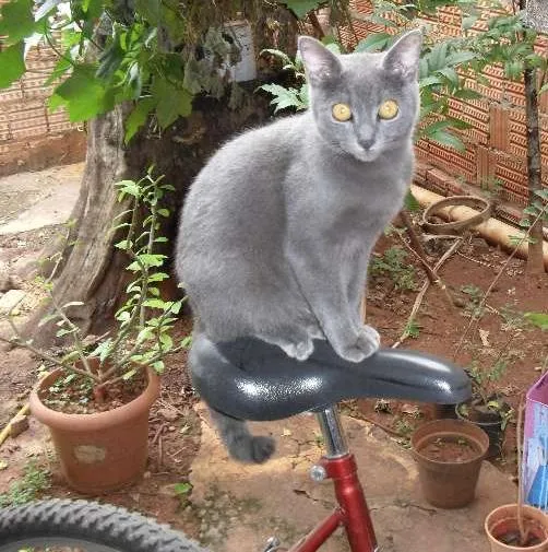 Gato ra a  idade 4 anos nome fred GRATIFICA