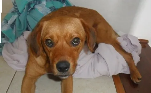 Cachorro ra a SRD idade 7 a 11 meses nome Nina