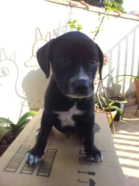 Cachorro ra a Pit-Bull idade Abaixo de 2 meses nome Zeeg