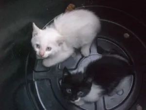 Gato raça indefinida idade Abaixo de 2 meses nome gato