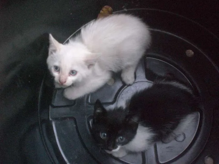 Gato ra a indefinida idade Abaixo de 2 meses nome gato