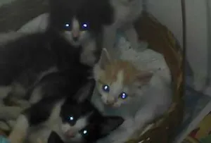 Gato raça SRD idade 2 a 6 meses nome menino