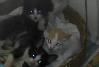 Gato ra a SRD idade 2 a 6 meses nome menino