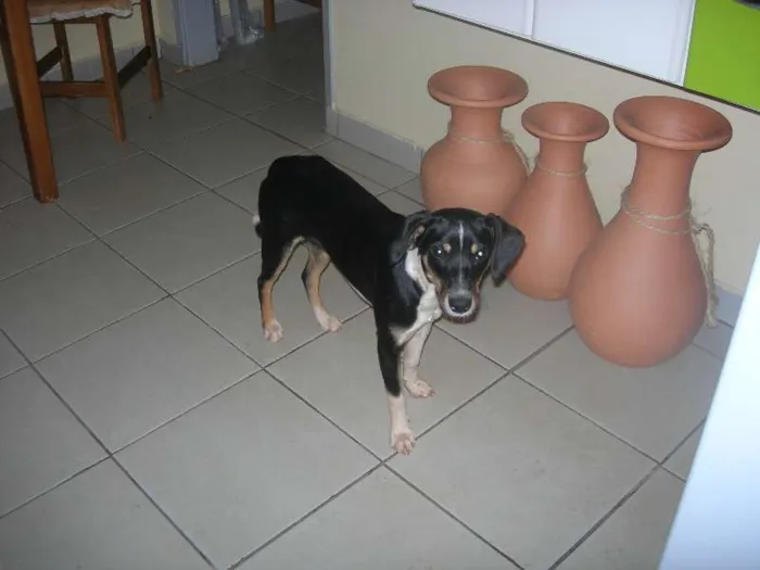 Cachorro ra a SRD idade 1 ano nome Preta