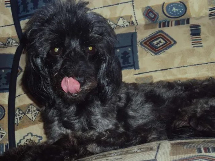 Cachorro ra a Poodle com salsicha idade 6 ou mais anos nome NINA