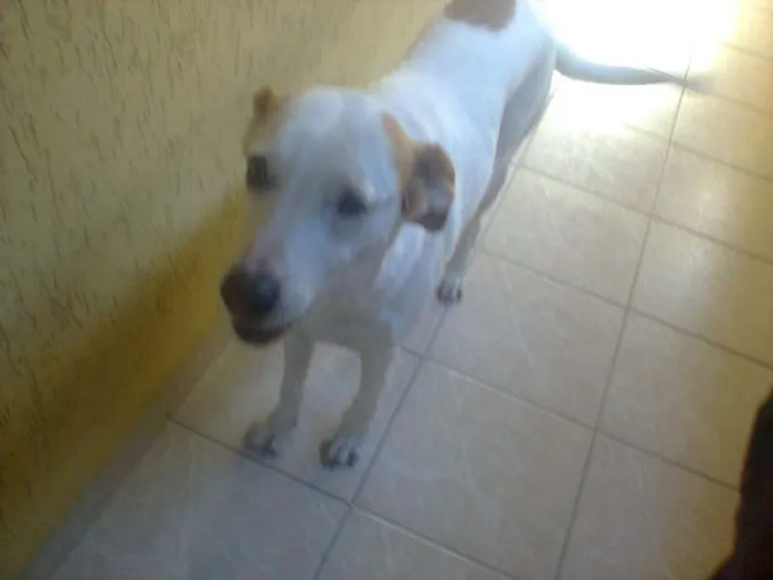 Cachorro ra a N/D idade 6 ou mais anos nome Mel