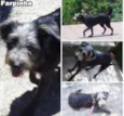 Farpinha