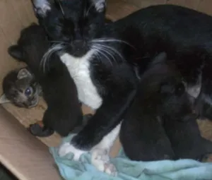 Gato raça  idade Abaixo de 2 meses nome ADOTE