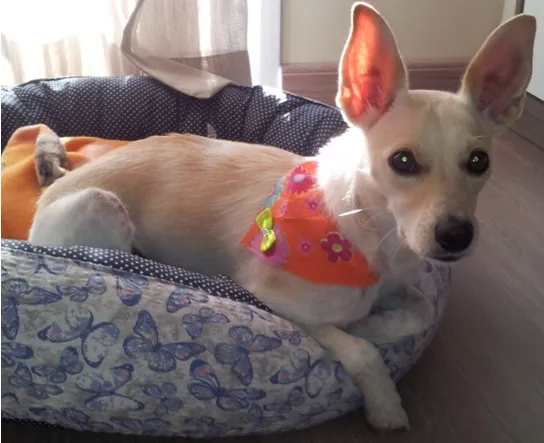 Cachorro ra a SRD idade 1 ano nome Belinha