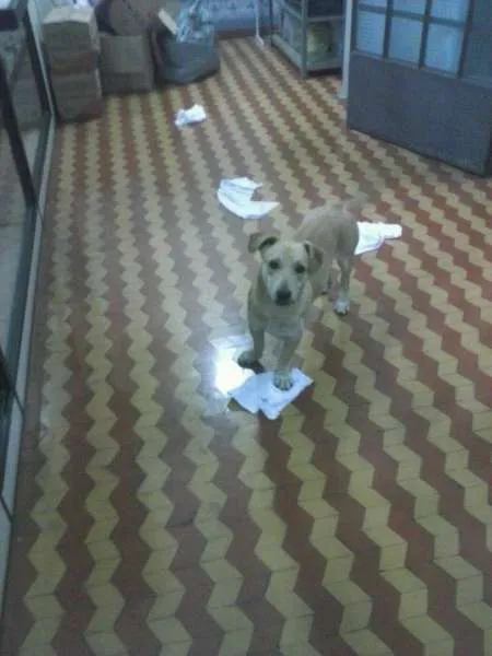 Cachorro ra a SRD idade 1 ano nome Caramelu