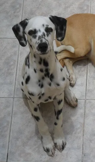 Cachorro ra a Dálmata idade 7 a 11 meses nome muleke